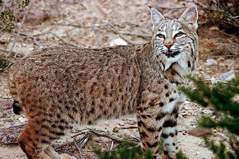 Bobcat